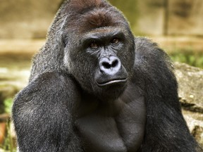 This June 20, 2015 file photo provided by the Cincinnati Zoo and Botanical Garden shows Harambe, a western lowland gorilla, who was fatally shot Saturday, May 28, 2016, to protect a three-year-old boy who had entered its exhibit. (Jeff McCurry/Cincinnati Zoo and Botanical Garden via The Cincinatti Enquirer via AP, File)