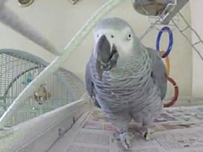 The owners of an African grey parrot in Michigan named "Bud" believe that the bird may have witnessed the fatal shooting of his owner. (Courtesy of WOODTV)