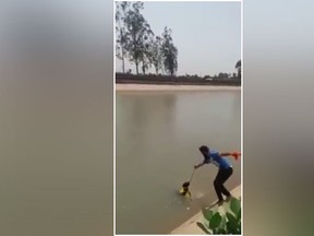 Video screenshot of a man saving a drowning dog with with turban. (Video screenshot)