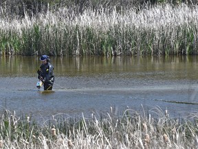 An RCMP diver searchs with a metal detector scouring a lake near Walker Lake Estates in the Parkland County, the search is being conducted as part of the investigation into the murder of Jolene Marie Cote whose body was found nearby at her residence on Oct. 13, 2011, June 6, 2016. ED KAISER/Postmedia Network