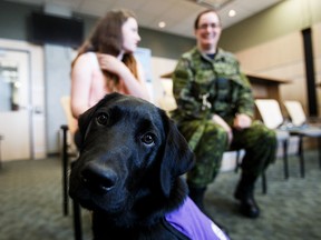 Ortona, National Service Dogs' "Puppy in Training," looks at the camera at CFB Edmonton in Edmonton, Alta., on Monday, June 6, 2016. Ortona is exploring the world of the Canadian Armed Forces and sharing his adventures online. Codie McLachlan/Postmedia Network