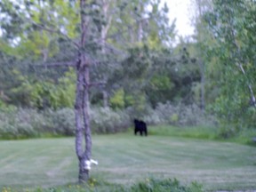 Brendan Buckley didn’t have time to focus his camera before the black bear darted away from his property of June 2.