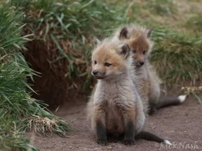 Some baby foxes in Waterton Lakes National Parks in the spring of 2015. The Alberta Institute for Wildlife Conservation has noticed an increase in young patients this spring. RICK NASH / POSTMEDIA ARCHIVES