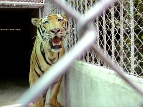 In this image made from video, a tiger stands in a cage at a property in Saiyok district in Kanchanaburi province, west of Bangkok, Thailand, Tuesday, June 7, 2016. Police investigating Thailand's now infamous Tiger Temple found what they believe was a slaughterhouse and tiger holding facility used as part of the temple's suspected trafficking network. (AP Photo)