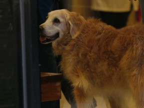 Bretagne the last surviving search and rescue dog from 9/11 looks is brought into the Fairfield Animal Hospital, Monday, June 6, 2016, in Cypress, Texas to be euthanized. Bretagne was 2 years old when she and her handler, Denise Corliss, were part of the Texas Task Force 1 sent to the World Trade Center site in Lower Manhattan after the terrorist attack brought down the buildings on Sept. 11, 2001. They spent 10 days at the scene searching rubble for human remains. (Karen Warren/Houston Chronicle via AP)