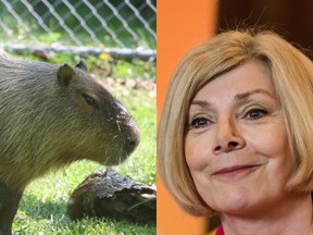 A capybara at the High Park Zoo and NDP MPP Cheri DiNovo (Toronto Sun)