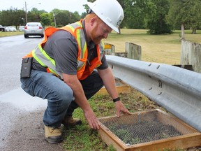 SAMANTHA REED/The Intelligencer
Joe Reid, supervisor of road services with the City of Belleville, checks on the protective screens the city put overtop of a turtle nest Tuesday afternoon. Each year, Reid puts protective screens overtop of the turtle nests on Old Kingston Road to protect the turtle eggs from predators.