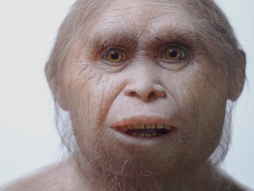 This 2015 picture provided by Kinez Riza shows a reconstruction model of Homo floresiensis by Atelier Elisabeth Daynes at Sangiran Museum and the Early Man Site. In a paper released Wednesday, June 8, 2016, researchers say newly-discovered teeth and a jaw fragment, which are about 700,000 years old, have revealed ancestors of Homo floresiensis, also known as “hobbits,” our extinct, 3 1/2-foot-tall evolutionary cousins. The fossils were excavated about 46 miles from the cave where the first hobbit remains were found in Indonesia. (Kinez Riza via AP)