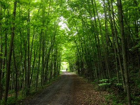 A man runs with his dog on the K&P Trail in Kingston on Wednesday.
(Elliot Ferguson/The Whig-Standard)