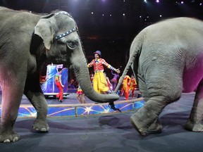 Asian elephants perform for the final time in the Ringling Bros. and Barnum & Bailey Circus Sunday, May 1, 2016, in Providence, R.I. AP Photo/Bill Sikes