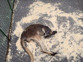 A kangaroo is shown lying in the sun at the Aurora Chamber of Commerce street festival in Aurora, Ont., on June 5, 2016, in this handout photo. THE CANADIAN PRESS/HO - Jonathon Cole