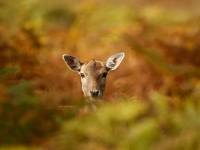 A young deer is pictured in this Oct. 17, 2012, file photo. (Christopher Furlong/Getty Images)