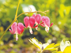 Old-fashioned bleeding heart