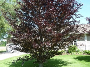 Gardening expert John DeGroot is of the opinion that the Copper beech, shown in this photograph, is the best choice for homeowners wanting to ensure their properties have a splash of purple. There are other purple-coloured options available, but the Copper beech has few negatives. (John DeGroot)