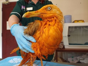 In this image dated June 6, 2016, supplied Friday, June 10, 2016, by Vale Wildlife Hospital & Rehabilitation Centre, the seagull rests at Vale Wildlife Hospital near Tewkesbury, Wales, after the sea bird fell into a vat of chicken tikka masala. (Vale Wildlife Hospital & Rehabilitation Centre via AP)