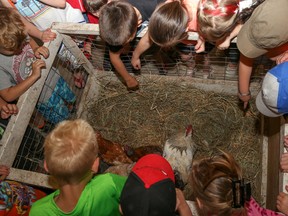 A group of Stirling Public School Grade 1 students reach out to touch a group of chickens at Farmtown Park. The students were there as part of a “Äúmini-agribition” where children learned about agriculture. Tim Miller/The Intelligencer