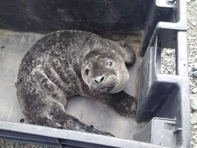 A harbour seal pup is seen in this undated handout photo. A weeks-old seal pup is on its way to recovery after possibly being orphaned by a well-meaning citizen in Newfoundland and Labrador who thought it had been abandoned by its mother.THE CANADIAN PRESS/HO, Department of Fisheries and Oceans