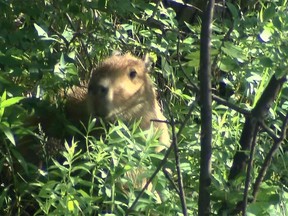 One of the missing High Park capybaras spotted by a CityTV cameraman on Friday morning (COURTESY OF BREAKFAST TELEVISION TORONTO)