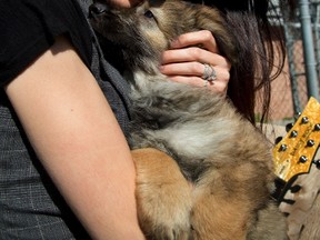 Rose Cora Perry cuddles Keno, a husky-shepherd cross. Perry and her band The Truth Untold will play Bark in the Park Sunday at the Plunkett Estate. (MIKE HENSEN, The London Free Press)