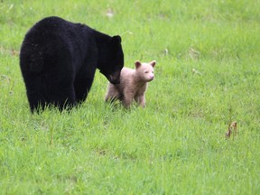 A rare cream-coloured black bear cub is shown with its mother in the Whistler, B.C., area in this image provided by Whistler Blackcomb on Thursday June 2, 2016. Bear biologists are trying to demystify the genetic makeup of a rare cream-coloured black bear cub spotted near the resort community of Whistler, B.C. THE CANADIAN PRESS/HO-Whistler Blackcomb-Arthur De Jong
