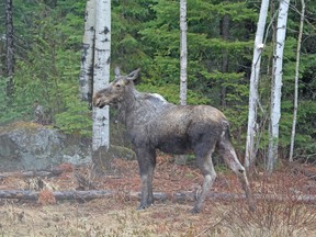 File photo of moose beside Highway 101 west of Timmins just at the tree line, about 20 metres from the paved roadway.