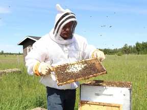 Henri Crites, of Honey Berry Farm in Hanmer, checks a hive on Friday. The landowner qualified to have 2,000 seedlings planted on his property through a program delivered through Conservation Sudbury. (John Lappa/Sudbury Star)