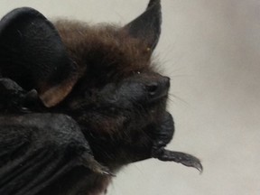 Rabies Bat