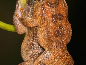 This undated photo provided S.D. Biju on June 7, 2016 shows Bombay night frogs in the newly-discovered dorsal straddle during mating in a forest in the Maharashtra state of India. For years, scientists have thought that frogs and toads used only six positions to mate. In a paper published Tuesday, June 14, 2016 by the journal PeerJ, Biju of the University of Delhi and co-authors documented a seventh. (S.D. Biju via AP)