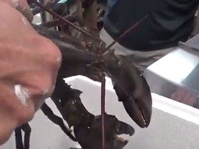 An Ontario woman rescued a lobster from a grocery store tank. (Youtube/Christine Loughead)