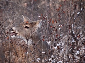 A whitetail doe munches on rose hips by High River, Alta., in this December 2008 file photo. (Mike Drew/Calgary Sun/Postmedia Network