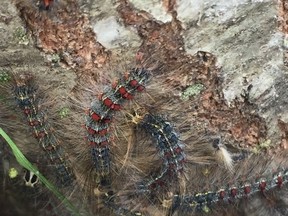 Masses of gypsy moth caterpillars can defoliate a tree in a matter of days. If you see some, like this clump of them clinging to a tree in South London, contact London's forestry department at trees@london.ca. (DEBORA VAN BRENK/The London Free Press)