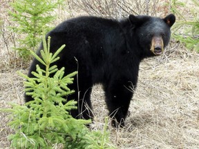 A black bear. (File photo)