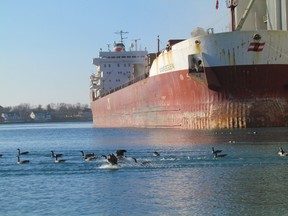 Geese float by the freighter Mapleglen, shown in this file photo, while it was docked at the grain elevators in Sarnia Harbour. A regional maritime strategy released this week by Great Lakes premiers and governors calls for a doubling of the $30 billion the shipping industry contributes to the U.S. and Canadian economies.  (File photo/THE OBSERVER)