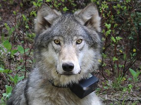 This March 13, 2014 file photo provided by the Oregon Department of Fish and Wildlife shows a female wolf from the Minam pack outside La Grande, Ore., after it was fitted with a tracking collar.  (Oregon Department of Fish and Wildlife via AP, File)