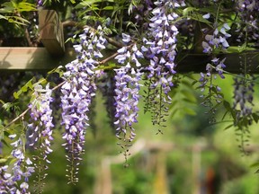 flowers in garden