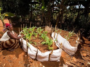 Keyhole gardens, such as the one created by Faith Muteteri in Kigali, Rwanda, are one of the raised bed gardens covered in Simon Akeroyd?s new book Raised-bed Gardening: How to Grow More in Less Space. Keyhole gardens are small enough to save on water but large enough for intensive planting. (The Associated Press)