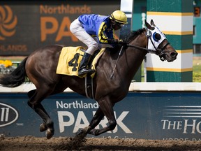 Blue Dancer, seen here at a race at Northlands in 2015, will once again face Killin Me Smalls, who is fressh off winning a major stake October 1 at Hastings Park in Vancouver. (Greg Southam)