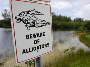 A sign posted next to a small lake at Matheson Hammock Park warns of potential alligators, Wednesday, June 15, 2016, in Miami. An alligator dragged a two-year-old boy into the water while he was wading in the Seven Seas Lagoon at Walt Disney World Tuesday night. (AP Photo/Lynne Sladky)
