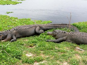 In this March 24, 2014 photo, alligators lie on grass near fresh water at Paynes Prairie Preserve State Park, in Gainesville, Fla. (AP Photo/Jay Reeves)