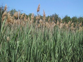 Phragmites