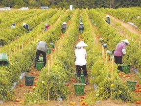 Workers harvest tomatoes on a farm just south of St. Thomas last September. Corn is the dominant crop in the London-Middlesex region, accounting for 21 percent of farm cash receipts or $124.4 million. (London Free Press file photo)
