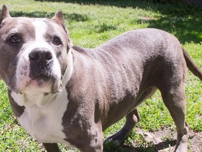 FILE - A pit bull named Athena, who is up for adoption, goes for a walk at the SPCA, Tuesday, June 14, 2016 in Montreal. Quebec is contemplating tighter regulations for pit bulls after recent incidents involving the breed. (THE CANADIAN PRESS/Ryan Remiorz)