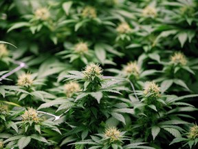 Growing flowers of cannabis are shown in Moncton, N.B., on April 14, 2016. (THE CANADIAN PRESS/Ron Ward)