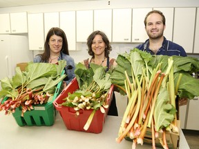 Volunteers Anita Gregoire, left, Taylor Clark and Carrie Regenstreif, Fruit for All program manager, prepare rhubarb for dehydrating at Trinity Evangelical Lutheran Church in Sudbury. The trio were preparing the rhubarb as part of a new program called Operation Fruit Snacks. Funds for the project were provided by grants from the Greater Sudbury Police Service Youth Initiative Fund and Project Impact. The fruit snacks will be donated to local food programs. People wanting to donate fruit or to volunteer can go to www.fruitforall.ca, or call 705-521-6717, ext. 105. John Lappa/Sudbury Star/Postmedia Network