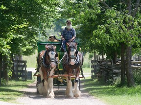 Visitors take horse-drawn wagon rides during Day At The Farm event at Fanshawe Pioneer Village in London, Ont.  (DEREK RUTTAN, Free Press file photo)