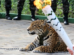 The jaguar, who was named Juma and lived in the local zoo, had to be shot dead by soldiers shortly after the ceremony when he escaped and attacked a veterinarian despite having been hit four times with tranquilizing darts. / AFP PHOTO / Diario do Amazonas / Jair Araujo