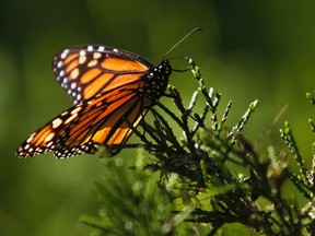 A monarch butterfly clings to a plant. (Postmedia Network file photo)