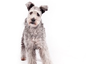In this undated photo provided by the American Kennel Club, a pumi is shown. (Thomas Pitera/The American Kennel Club via AP)