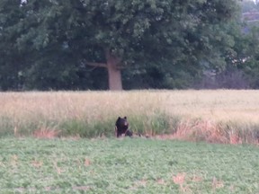 Kim Racher and her children spotted a black bear Wednesday evening on Marthaville Side Road in Enniskillen Township, and took photos of it with their cellphones. It's the second bear sighting this month in Lambton County. (Handout)