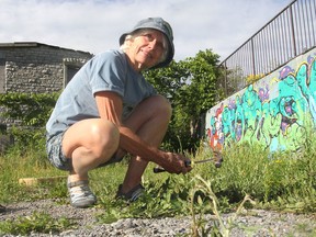 Mary Farrar pauses while covering a turtle nest with mesh in Douglas Fluhrer Park in Kingston on Thursday. Volunteers are currently keeping track of the turtles that come into the park to lay their eggs. (Michael Lea/The Whig-Standard)